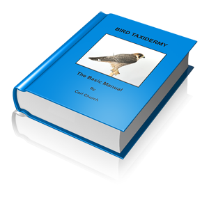 Bird Taxidermy by Carl Church