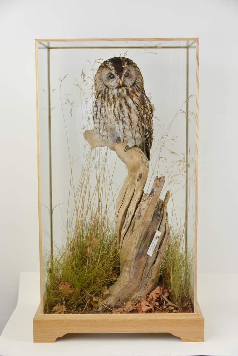 Tawny Owl By Mike Gadd